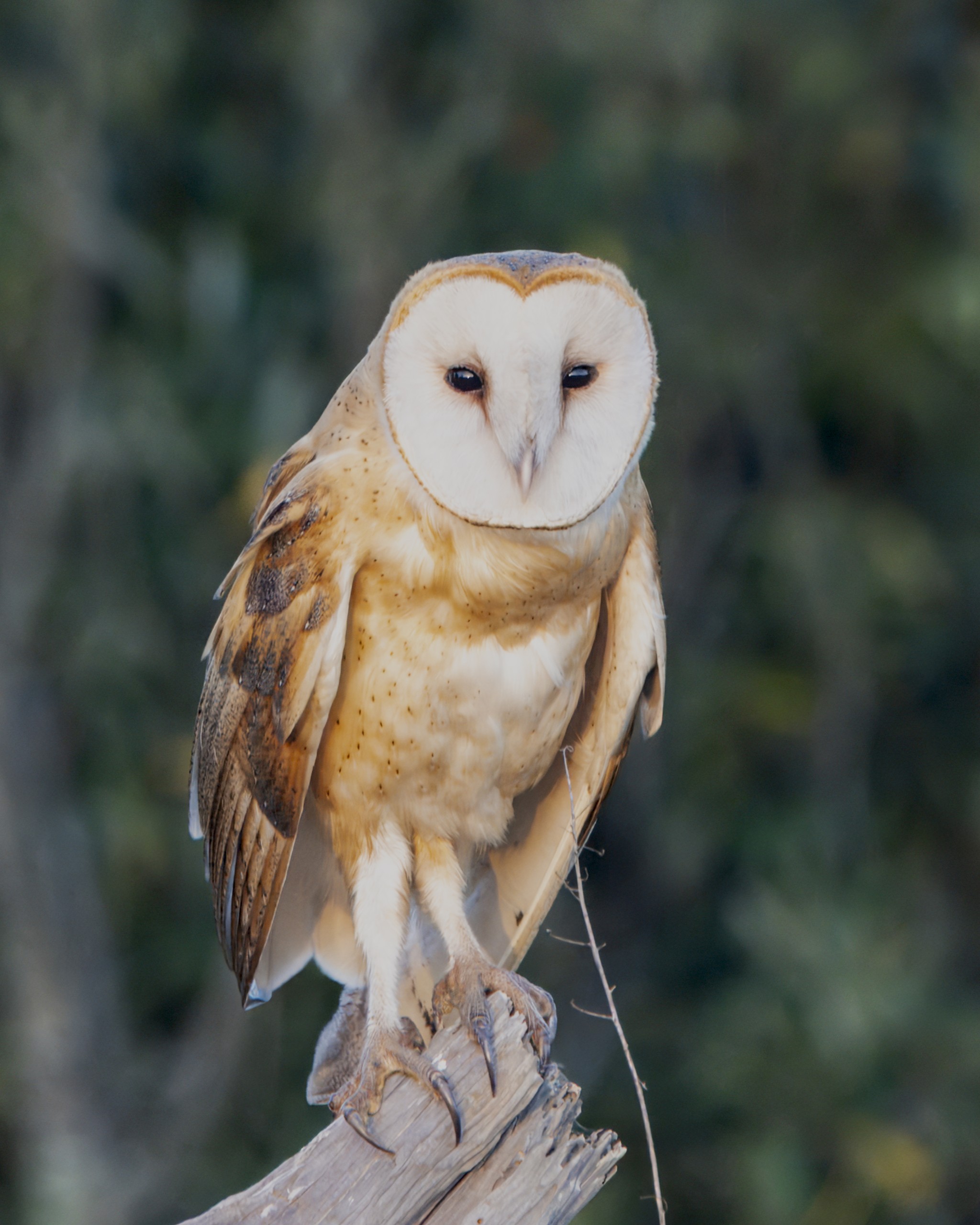 Barn Owl facing forward, heart-shaped face visible, Santa Cruz