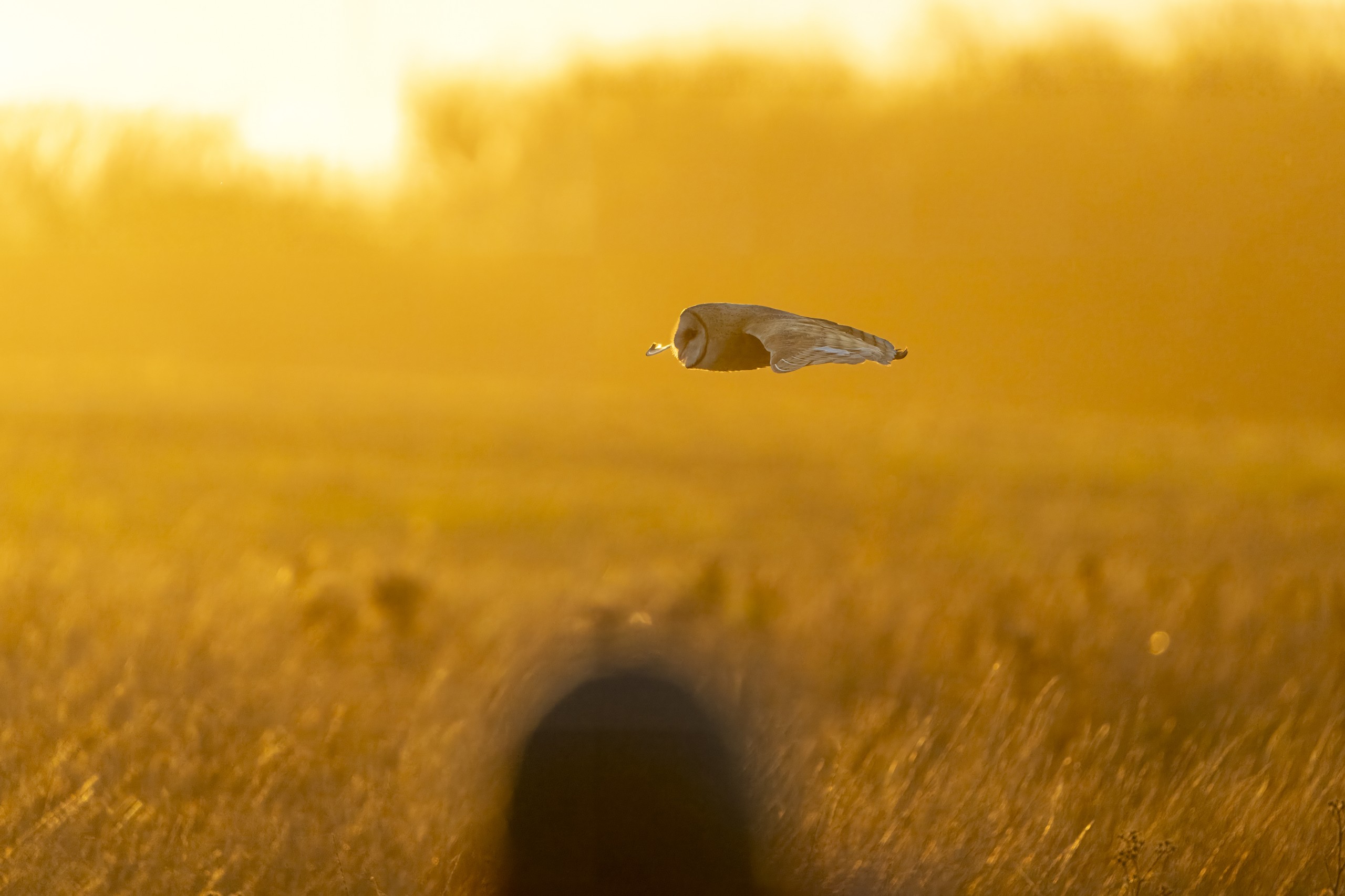 American Barn Owl in flight at dusk, Santa Cruz County