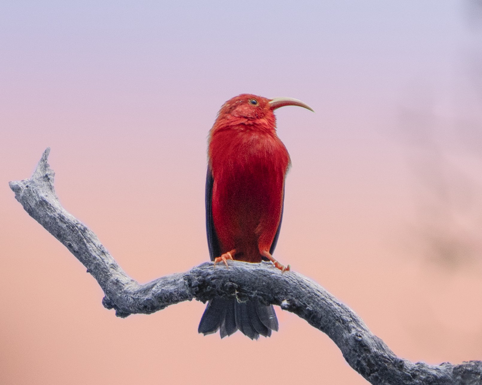 I'iwi honeycreeper with scarlet plumage on mamane branch, Big Island