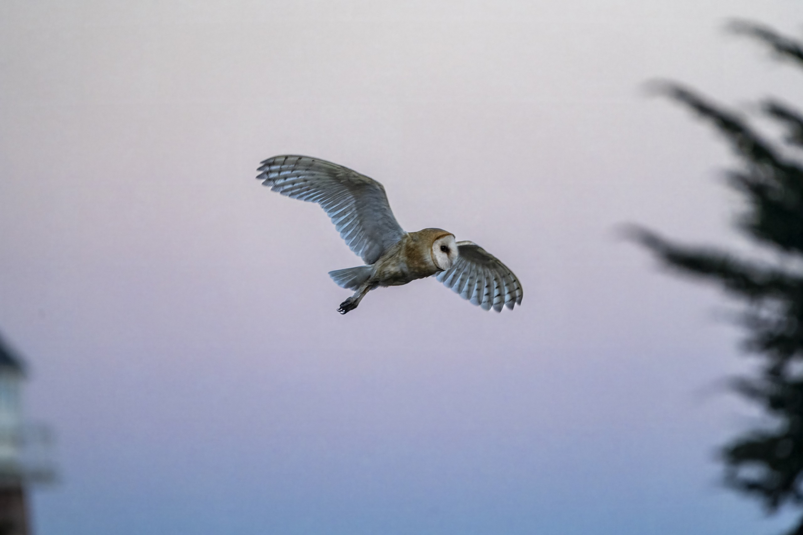 Barn Owl hovering, talons forward, hunting posture